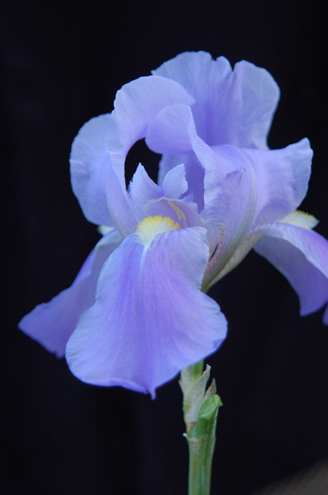 Blue Iris by Connie Jackson